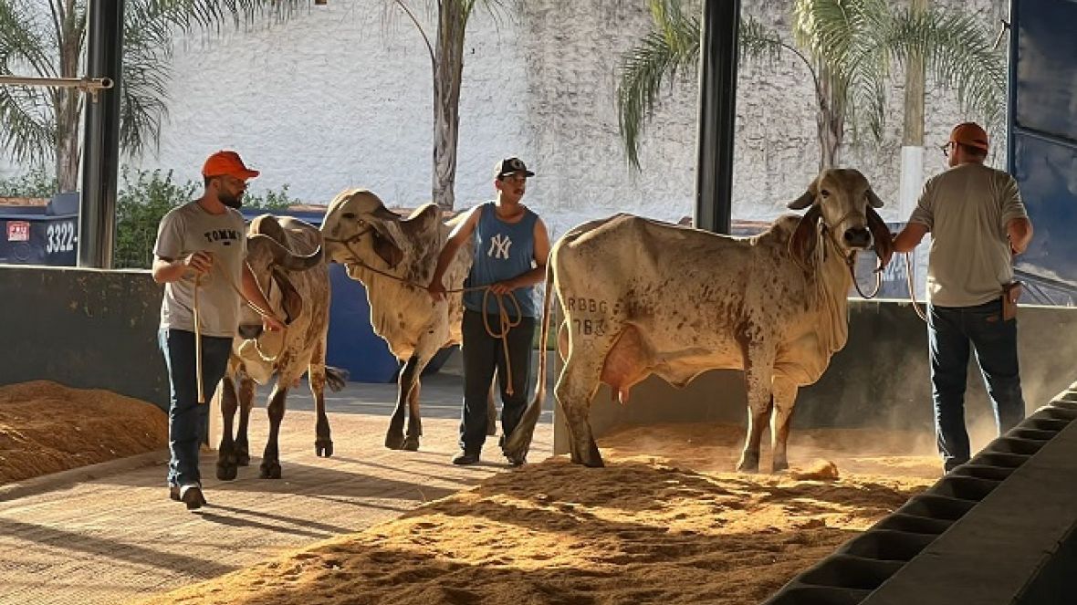 Animais da 88ª ExpoZebu começam a chegar ao Parque Fernando Costa em