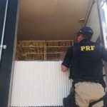 750_prf-br116-aves-silvestres-resgate_201911912534763