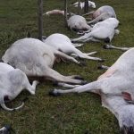 85619dezesseis-animais-morrem-apos-queda-de-raio-no-sul-da-bahia-3